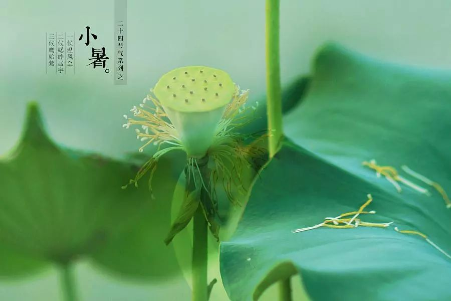 倏忽溫風至，因循小暑來!
